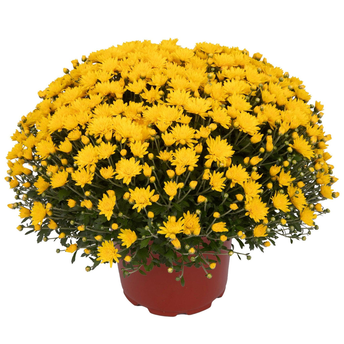 Mum, Yellow Skylar Yellow - View 4 from www redcrocus com