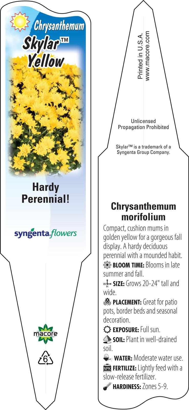 Mum, Yellow Skylar Yellow - View 6 from www redcrocus com