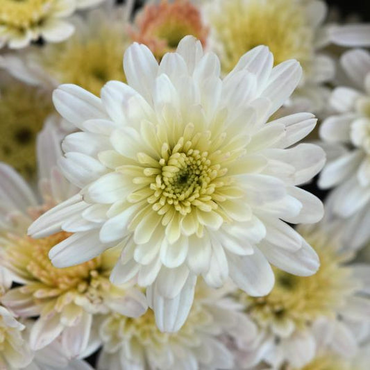 Mum, Yellow Skylar Yellow - View 7 from www redcrocus com