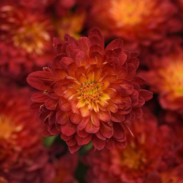 Mum, Orange Kickin' Spicy Orange - View 10 from www redcrocus com