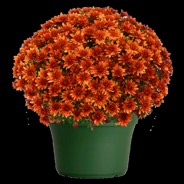 Mum, Orange Kickin' Spicy Orange - View 2 from www redcrocus com