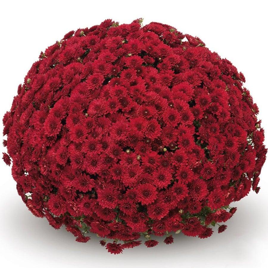 Mum, Red Magnus Red - View 5 from www redcrocus com