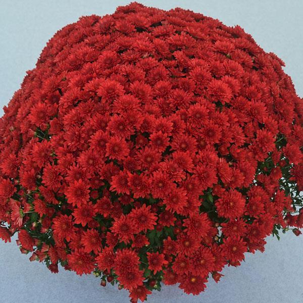 Mum, Red Cranbury Red - View 1 from www redcrocus com