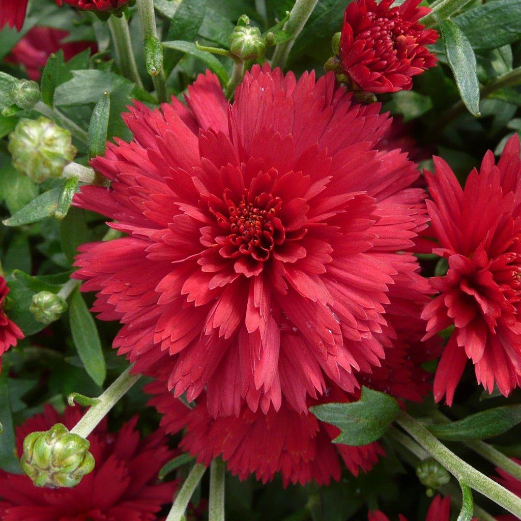 Mum, Red Cranbury Red - View 4 from www redcrocus com