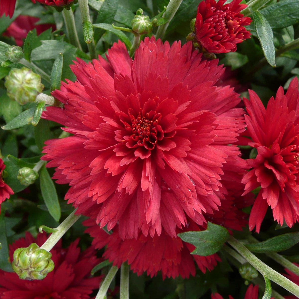 Mum, Red Cranbury Red - View 5 from www redcrocus com
