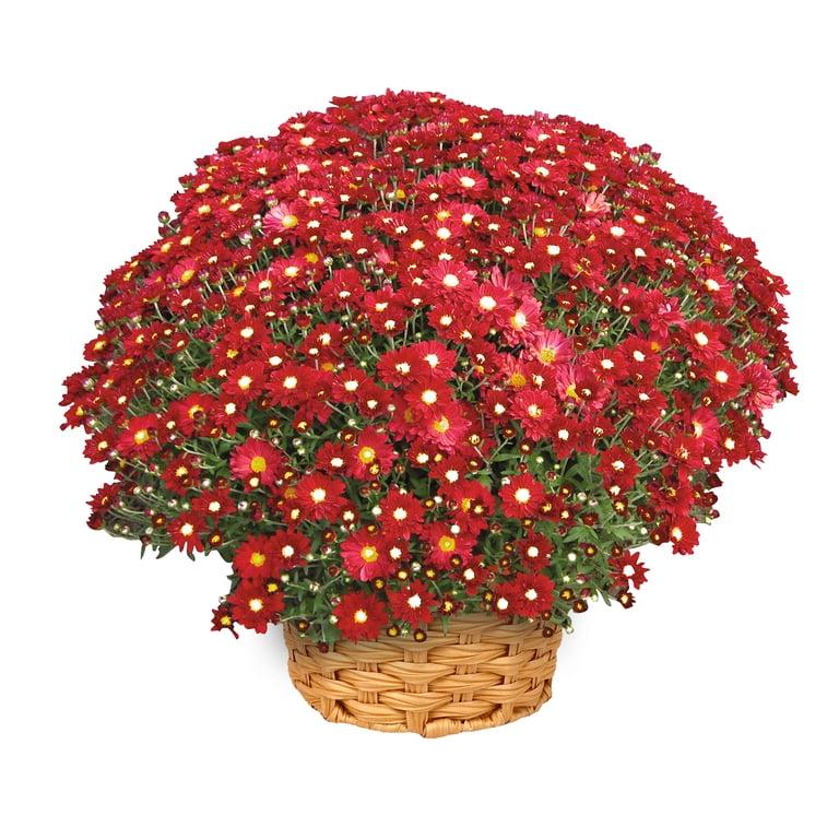 Mum, Red Cranbury Red - View 8 from www redcrocus com