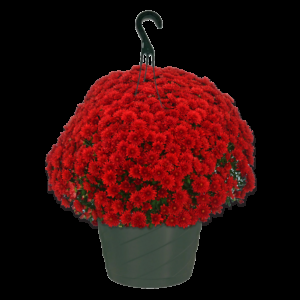 Mum, Red Cranbury Red - View 9 from www redcrocus com