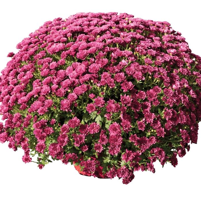 Mum, Pink Staviski Pink - View 10 from www redcrocus com