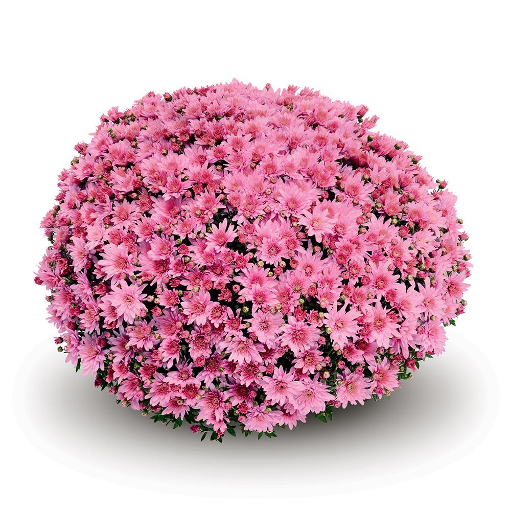Mum, Pink Staviski Pink - View 15 from www redcrocus com