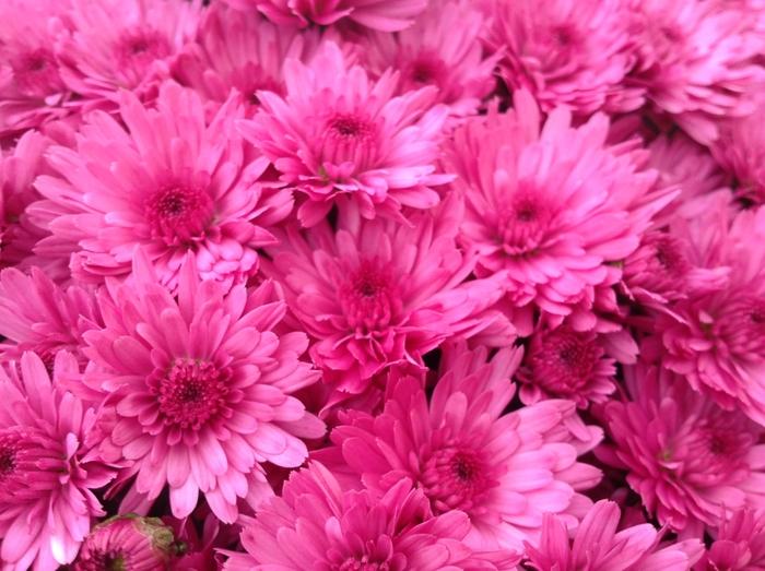 Mum, Pink Staviski Pink - View 18 from www redcrocus com