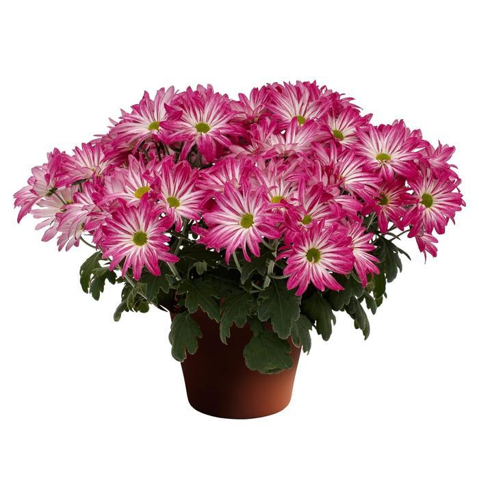 Mum, Pink Staviski Pink - View 19 from www redcrocus com