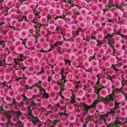 Mum, Pink Staviski Pink - View 20 from www redcrocus com