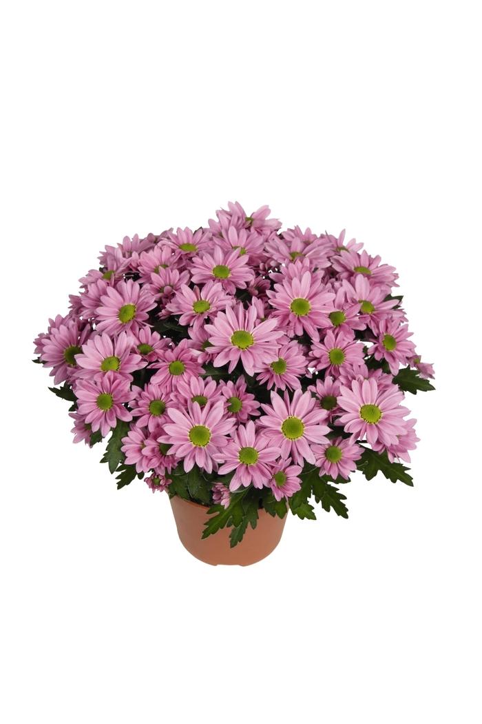 Mum, Pink Staviski Pink - View 22 from www redcrocus com