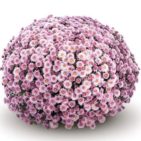 Mum, Pink Staviski Pink - View 6 from www redcrocus com