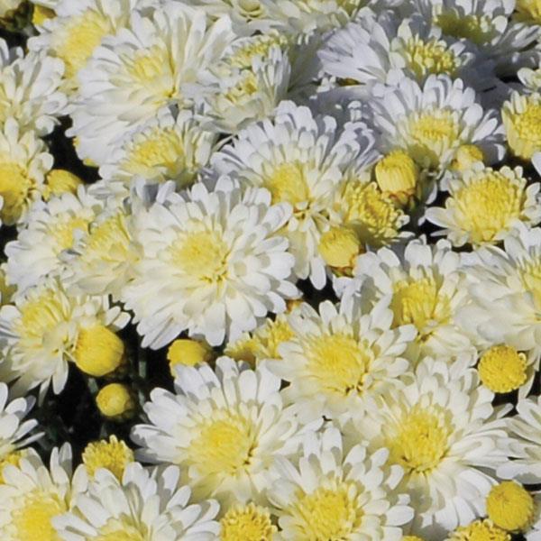 Mum, White Dove White - View 1 from www redcrocus com