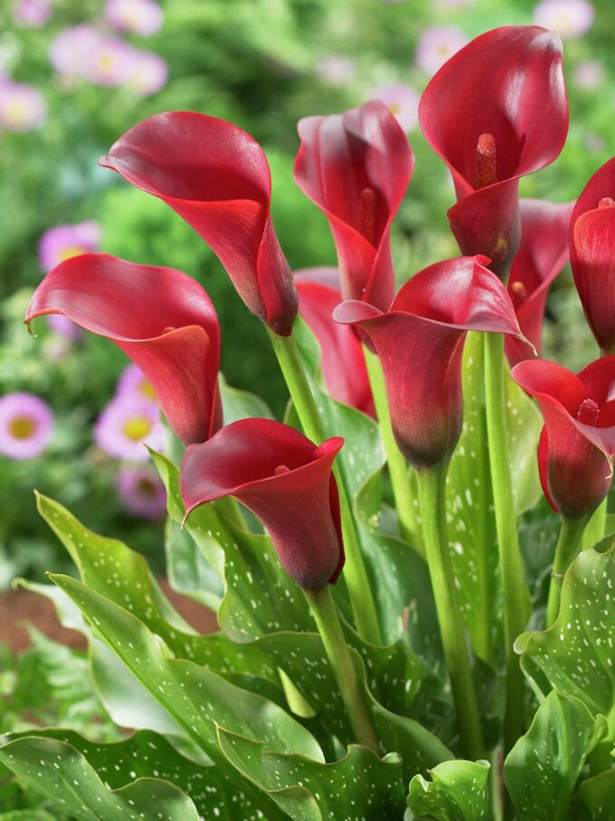 Mum, Red Majesty Red - View 18 from www redcrocus com