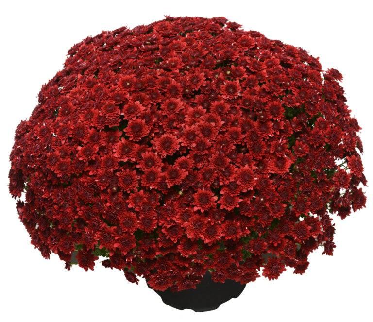 Mum, Red Majesty Red - View 6 from www redcrocus com