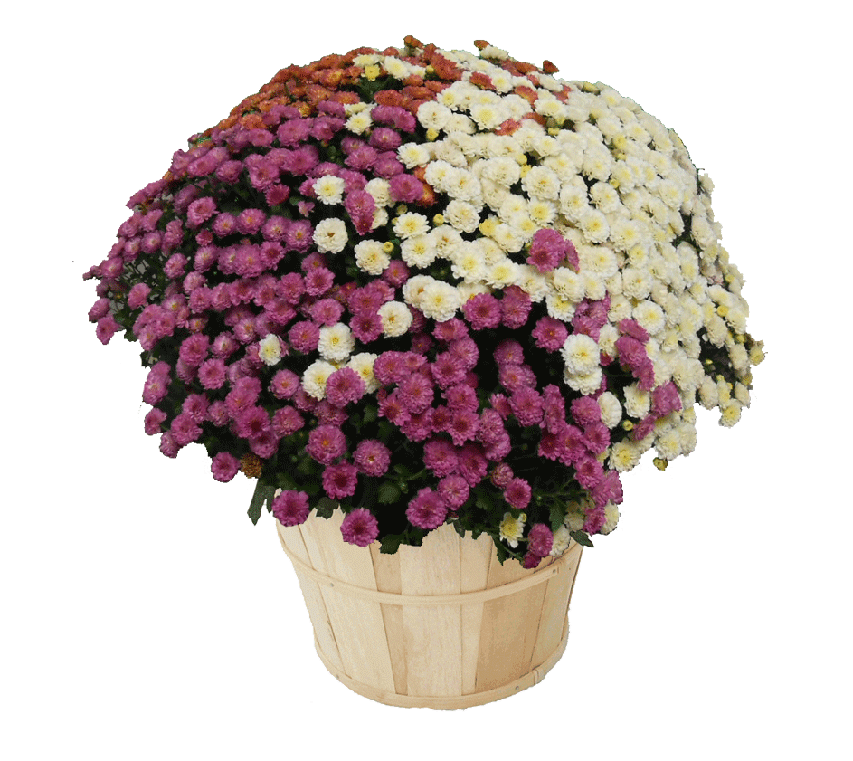 Mum Mix Tri Color - View 10 from www redcrocus com