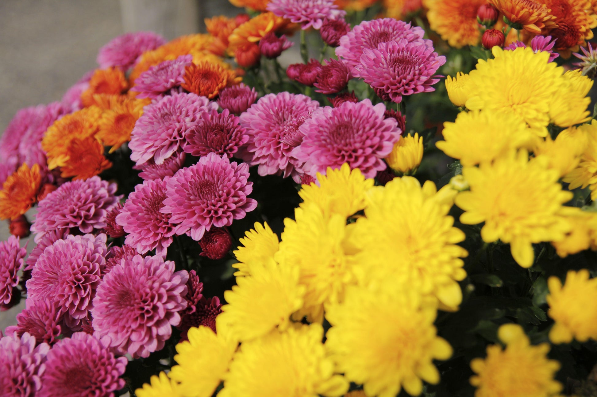 Mum Mix Tri Color - View 13 from www redcrocus com
