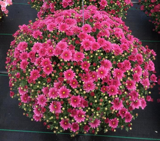 Mum Pink Padre Lilac - View 1 from www redcrocus com