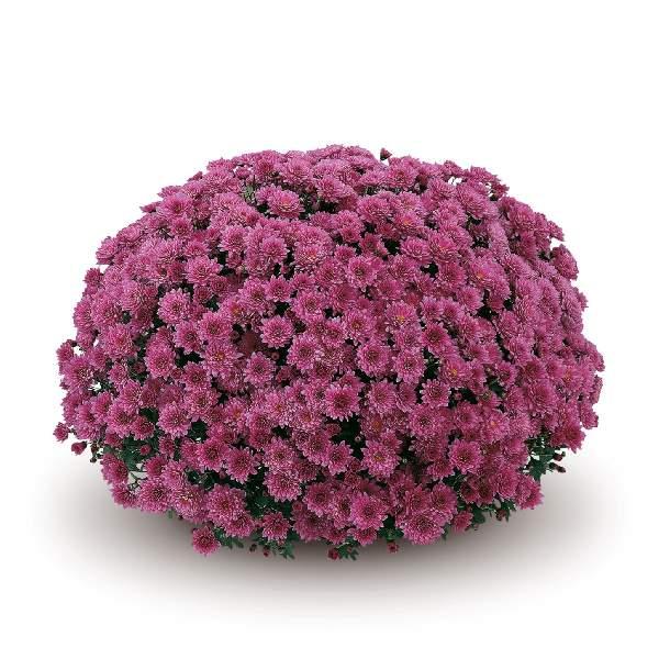 Mum Pink Padre Lilac - View 2 from www redcrocus com