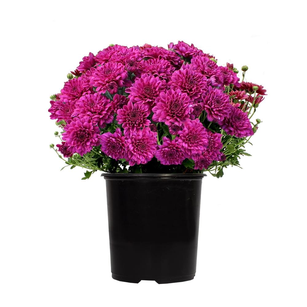 Mum Purple Padre Cerise Purple - View 17 from www redcrocus com