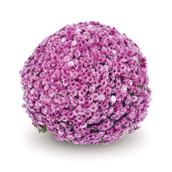 Mum Purple Pobo Lavender Purple - View 18 from www redcrocus com