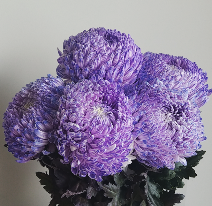 Mum Purple Pobo Lavender Purple - View 7 from www redcrocus com