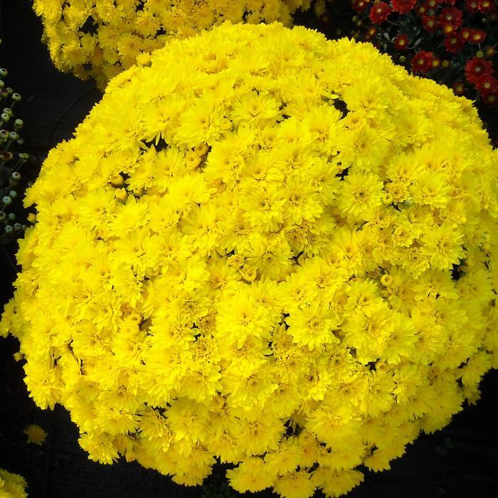 Mum Yellow Conaco Yellow - View 2 from www redcrocus com