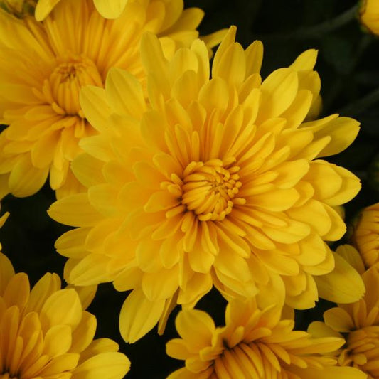 Mum, Yellow Elena Gold Yellow - View 1 from www redcrocus com