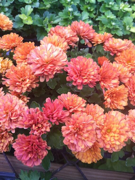 Mum Orange Rhinos Orange - View 4 from www redcrocus com