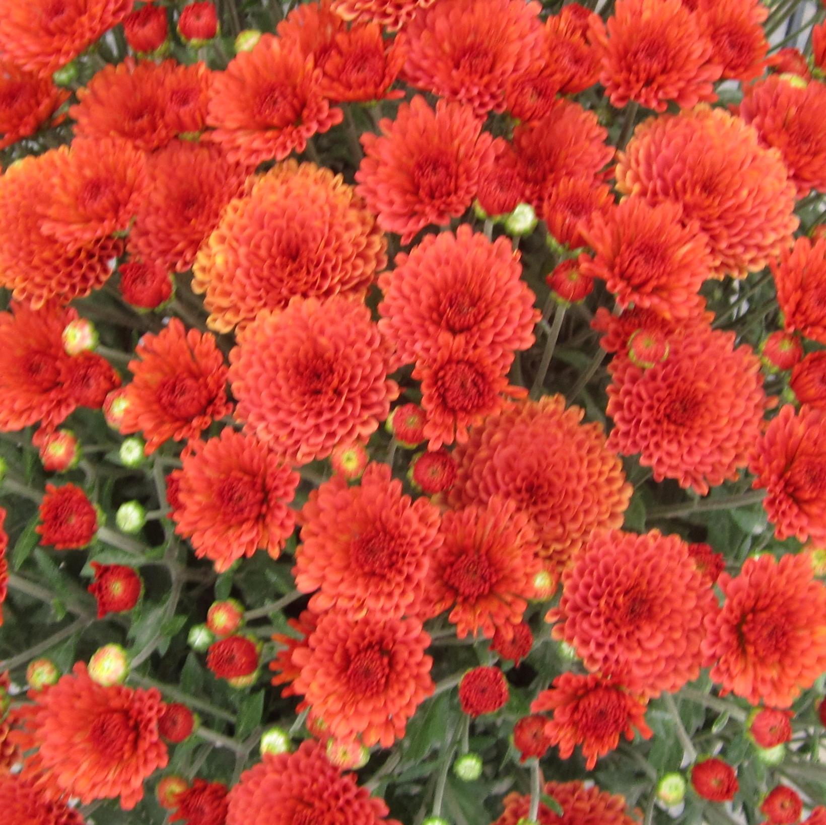 Mum Orange Rhinos Orange - View 5 from www redcrocus com