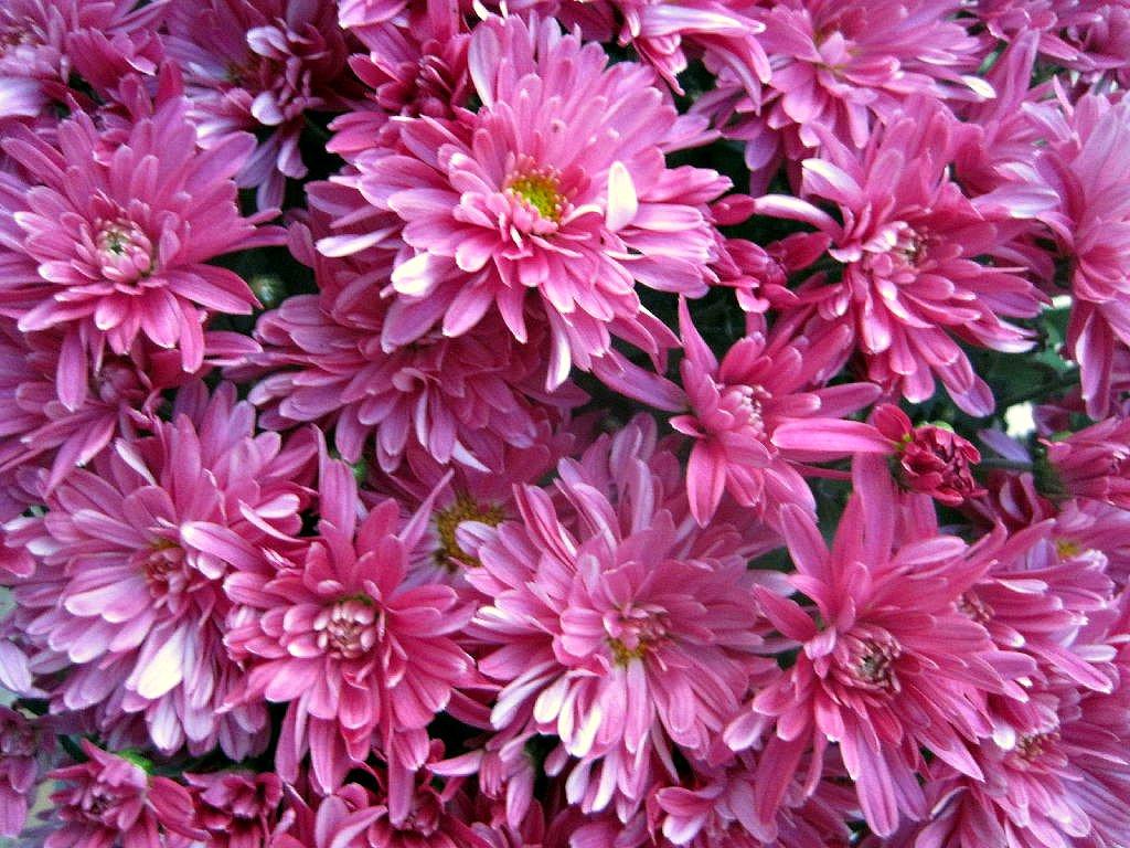 Mum Purple Stellar Purple - View 1 from www redcrocus com