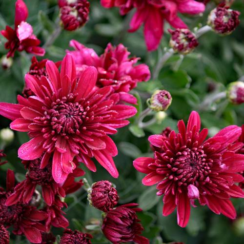 Mum Red Stellar Red - View 6 from www redcrocus com