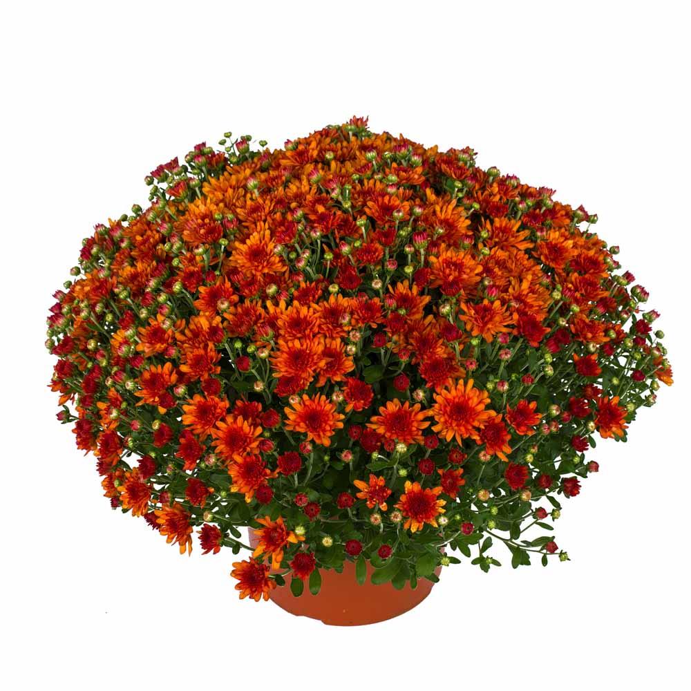 Mum Bronze Electra Amber - View 10 from www redcrocus com