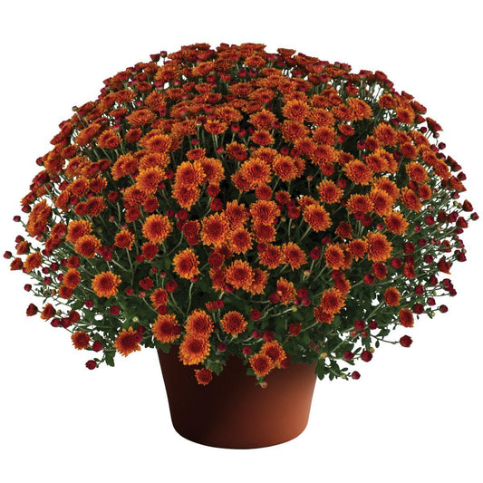 Mum Orange Miranda Orange - View 1 from www redcrocus com