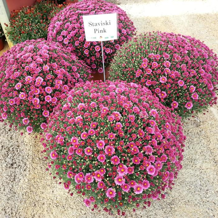 Mum Pink Staviski Pink - View 3 from www redcrocus com