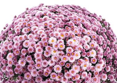 Mum Pink Staviski Pink - View 7 from www redcrocus com