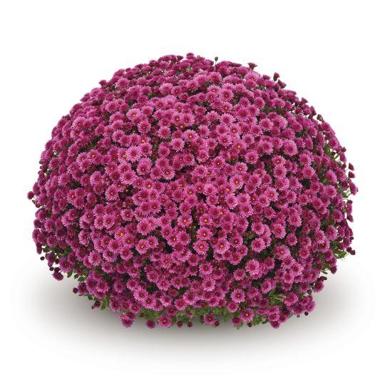 Mum Pink Staviski Pink - View 8 from www redcrocus com