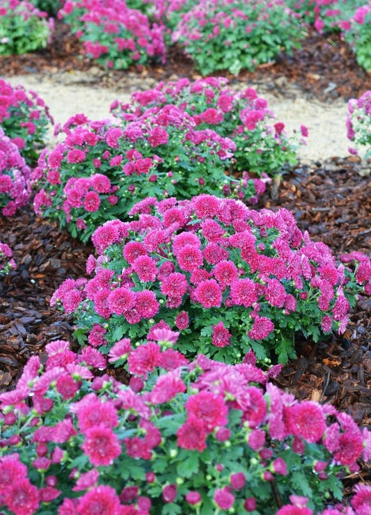 Mum Purple Adiva Purple - View 2 from www redcrocus com
