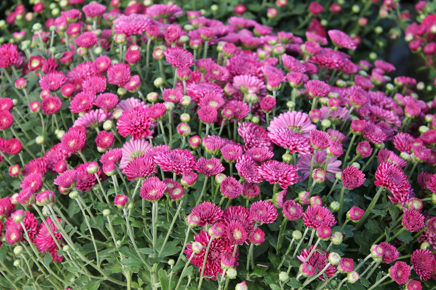 Mum Purple Adiva Purple - View 5 from www redcrocus com