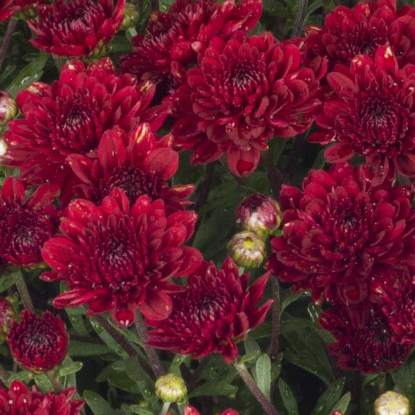 Mum Red Aideen Red Fire - View 10 from www redcrocus com