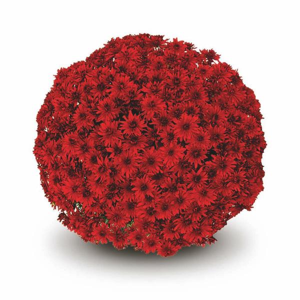 Mum Red Amadora Red - View 1 from www redcrocus com