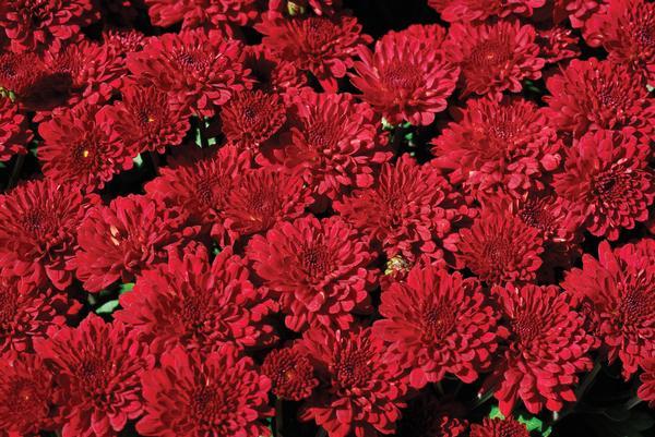Mum Red Amadora Red - View 8 from www redcrocus com