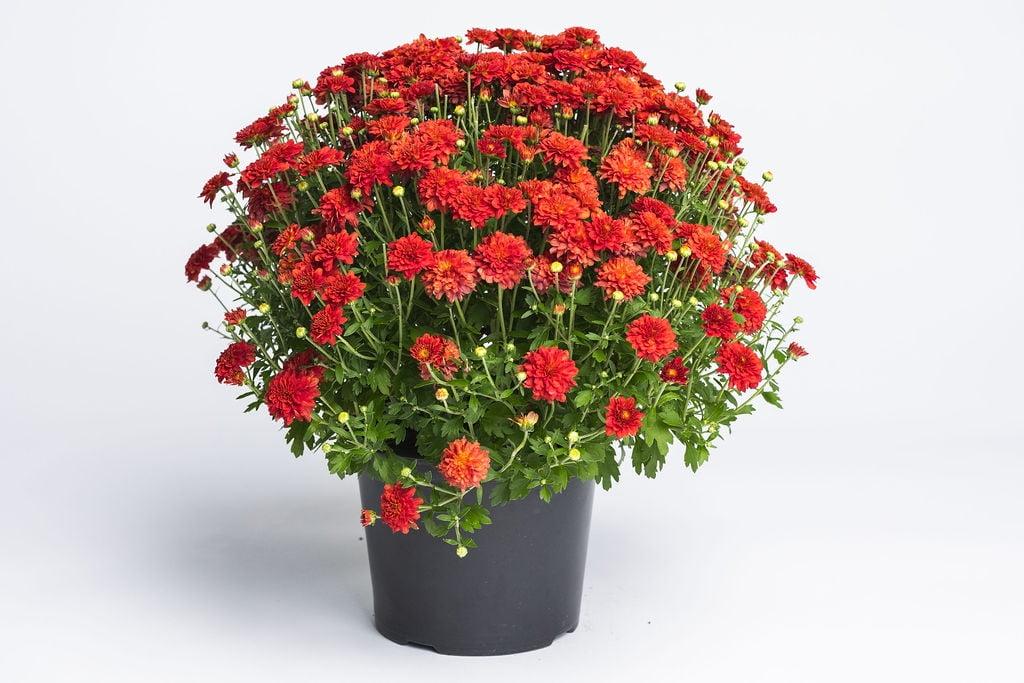 Mum, Red Hestia Hot Red - View 11 from www redcrocus com