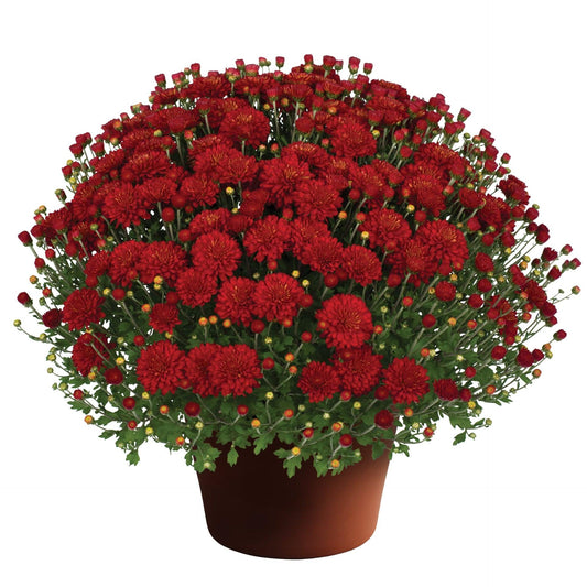 Mum, Red Hestia Hot Red - View 1 from www redcrocus com