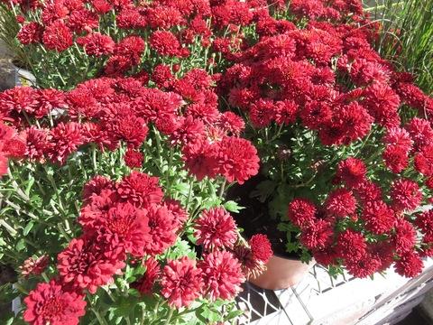 Mum, Red Hestia Hot Red - View 6 from www redcrocus com