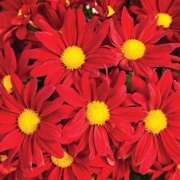 Mum, Red Hestia Hot Red - View 9 from www redcrocus com