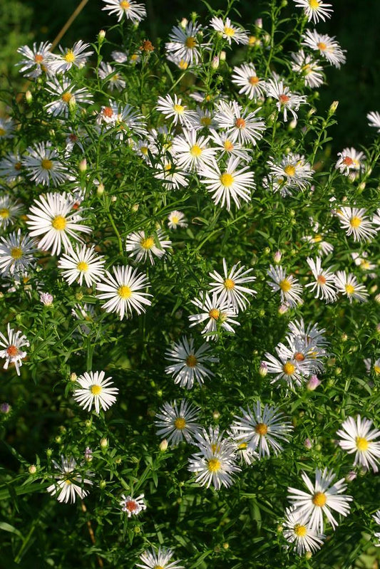 Mum Wht  Starburst White - View 11 from www redcrocus com