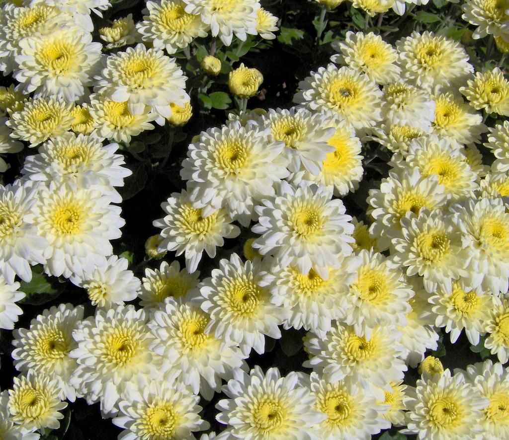 Mum Wht  Starburst White - View 13 from www redcrocus com